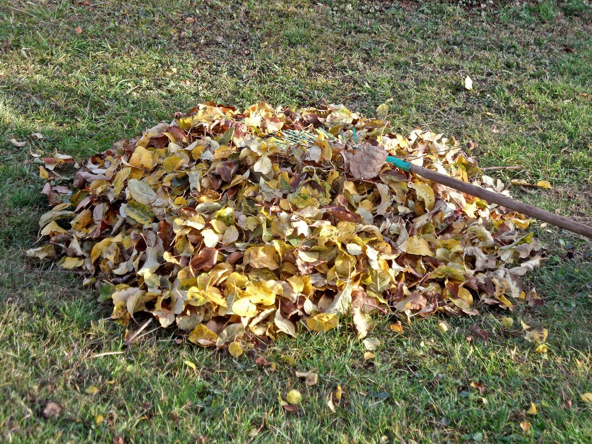 Een hoop gele herfstbladeren met een hark op het gras