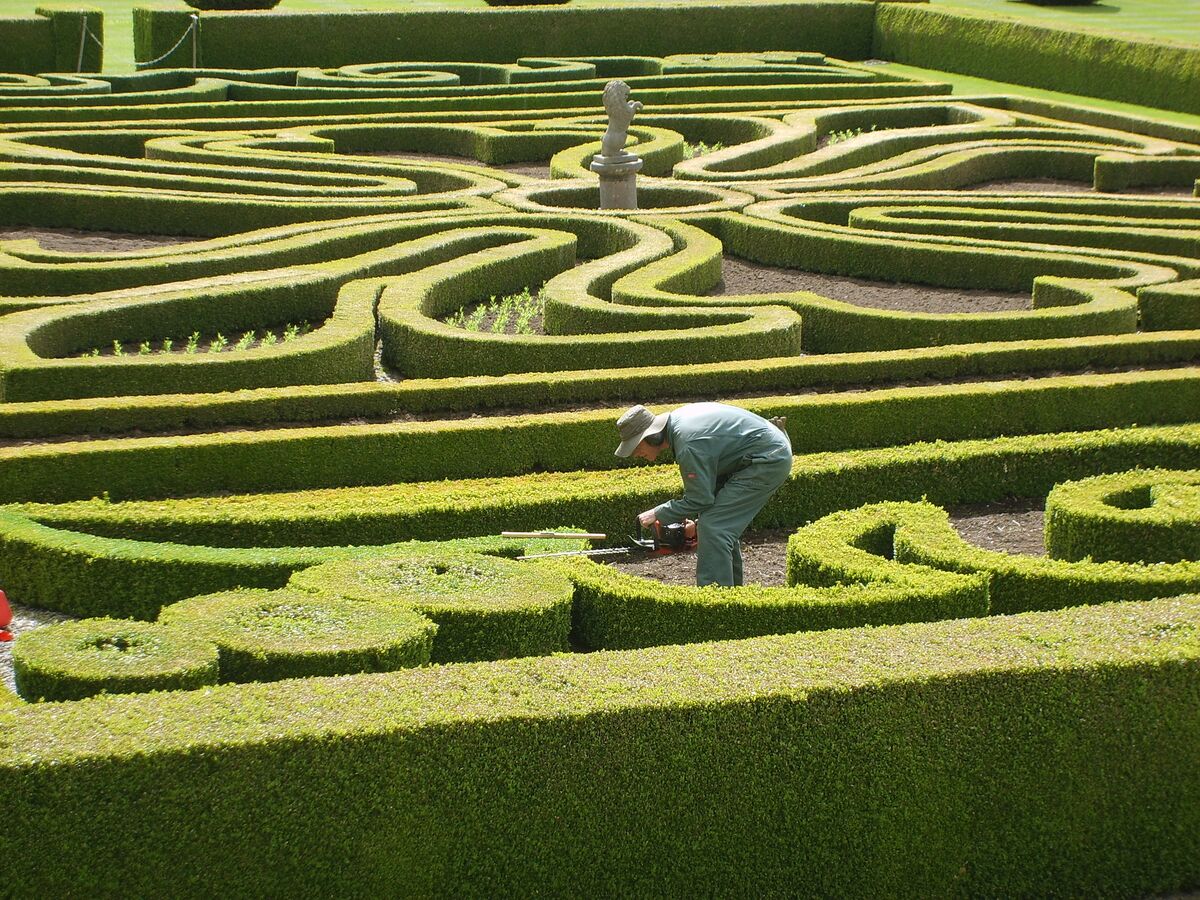 Een tuinier scheert lage buxushagen in een parterre